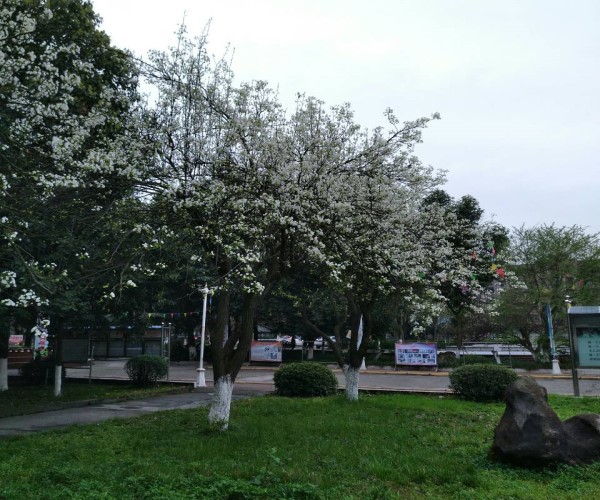 綿陽(yáng)職業(yè)技術(shù)學(xué)校有哪些